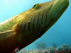This photo taken by Canon Powershot A720is.
This fish wa... by Albert Chuang 